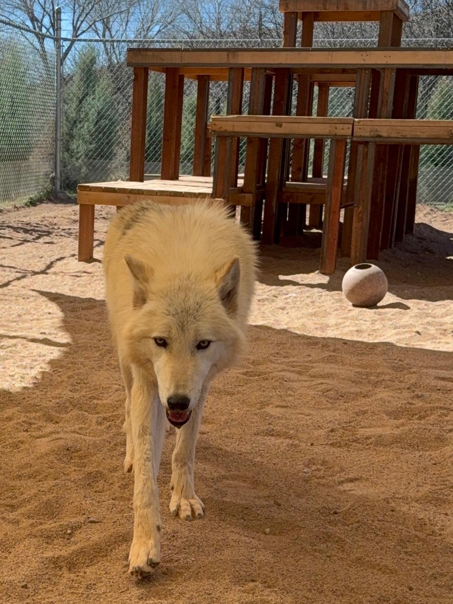 White wolf walking towards camera.