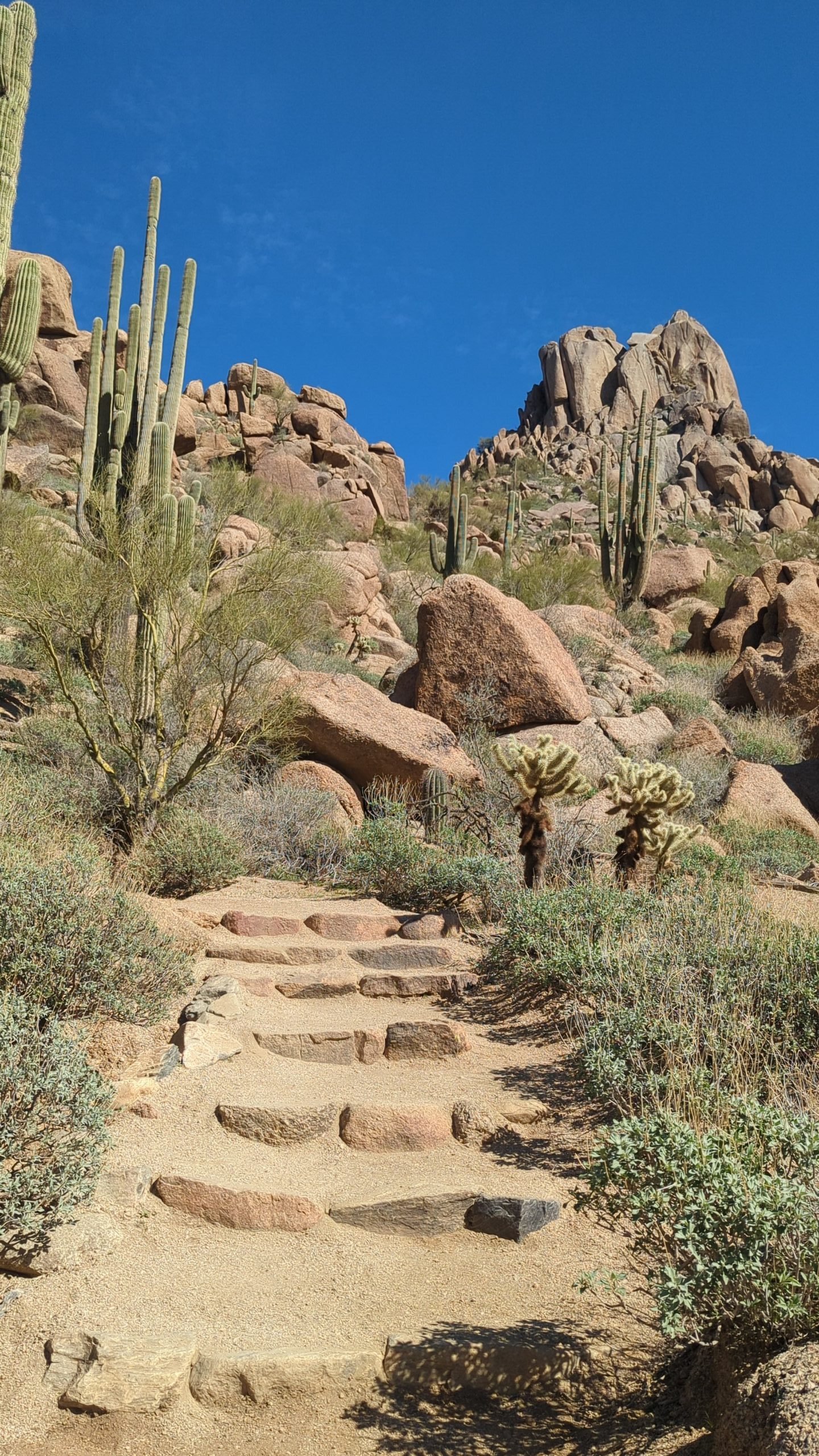 hiking trail in the desert with cacti and an incline path that looks like steps.