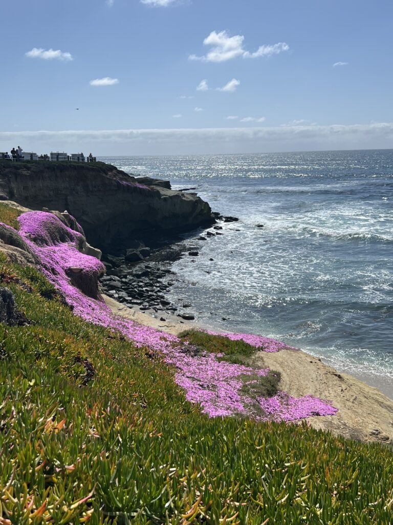 Looking down the cliffs in La Jolla California with rocks in the distance but sand below. Grass on the cliff in the forefront with purple flowers.